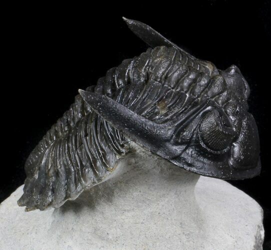 Flying Hollardops Trilobite - Great Eyes #36849